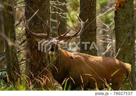 Roaring red deer showing its dominance during rutting season in autumn on sun Roaring red deer showing its dominance during rutting season in autumn on sun 78027537