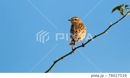 Small european stonechat female sitting on thorny branch under blue sky Small european stonechat female sitting on thorny branch under blue sky 78027539