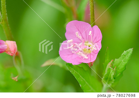 アカバナユウゲショウ 78027698