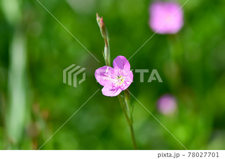 アカバナユウゲショウ 78027701