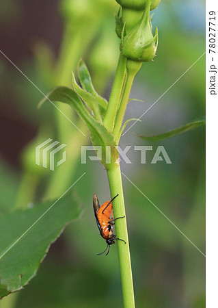 薔薇に産卵するチュウレンジハバチ 78027719