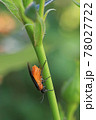産卵するチュウレンジハバチ 78027722