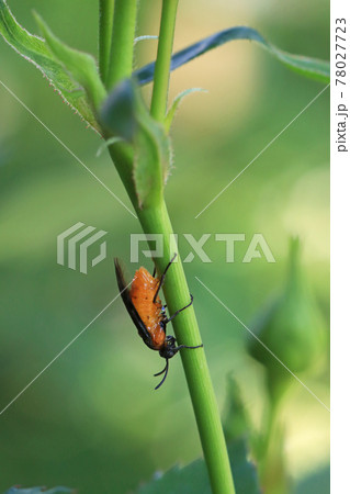 産卵中のチュウレンジハバチ 78027723