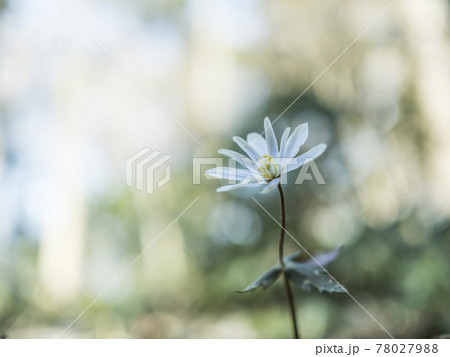 白い花の世界【花・植物】 78027988