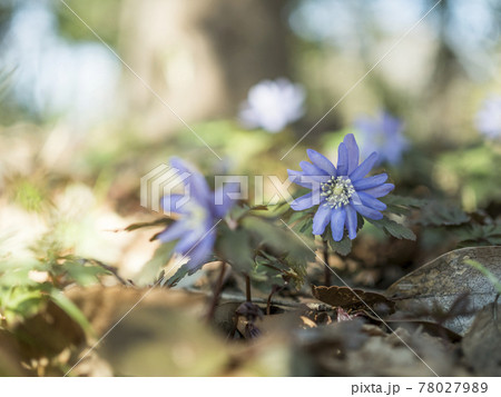 名も知らぬ紫色の花の世界【花・植物】 名も知らぬ紫色の花の世界【花・植物】 78027989