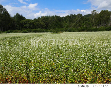蕎麦の花 蕎麦の花 78028172