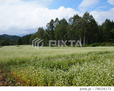 蕎麦の花 蕎麦の花 78028173