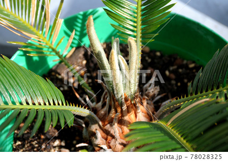 ソテツの新芽 78028325