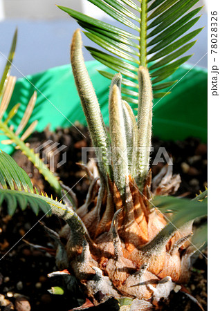 ソテツの新芽 78028326