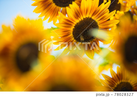 ひまわり 78028327