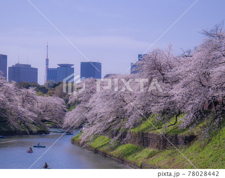 千鳥ヶ淵の桜風景 78028442