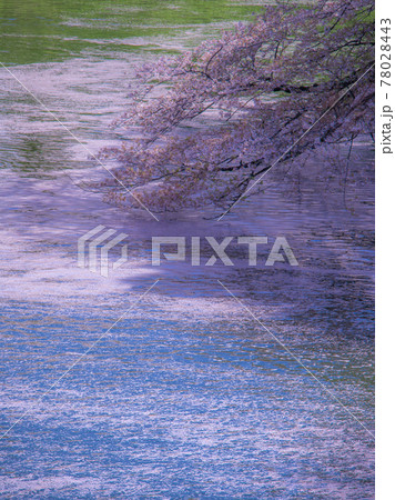 千鳥ヶ淵の桜風景 千鳥ヶ淵の桜風景 78028443