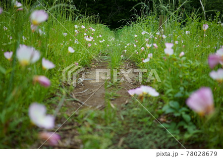 雑草が覆いしげる公園の小道 78028679