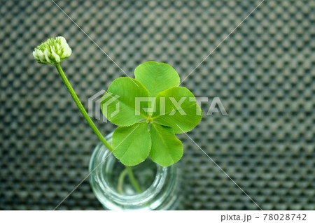 五つ葉のクローバー　幸運 78028742
