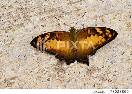 Vagrant (Vagrans sinha sinha) butterfly on rock, Brown with yellow and black pattern on wing of tropical insect on gray stone, Thailand	 78028860