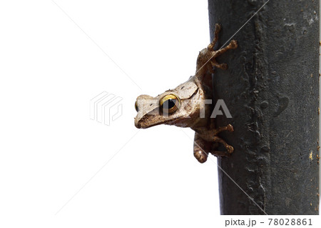 Big eye sparkle of amphibians in tropical Asia , Common tree frog isolated on white background	 78028861