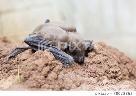 Lesser Asiatic Yellow House Bat (Scotophilus kuhlii) resting on rock, Animals mammals that can fly and has brown hair	 78028862