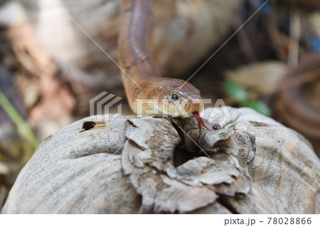 Close - up head of The Banded kukri snake ( Oligodon fasciolatus ) , Black stripes on the body of brown reptile Close - up head of The Banded kukri snake ( Oligodon fasciolatus ) , Black stripes on the body of brown reptile 78028866