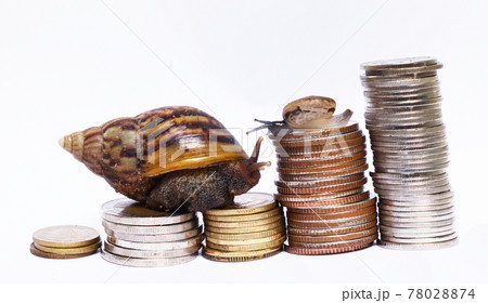 Two snail climbing pile of coins on white background , Victory and success from patience while slow economic growth, Competition in which small group win large group, Financial development concept 78028874