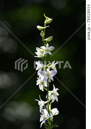 ラークスパー（飛燕草） 78028914