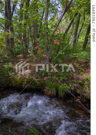 清流とツツジ【新緑の森林】 78028995