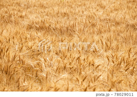 風に揺れる小麦の穂 78029011