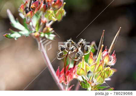黒く熟した種を弾き飛ばした後のアメリカフウロ 78029066