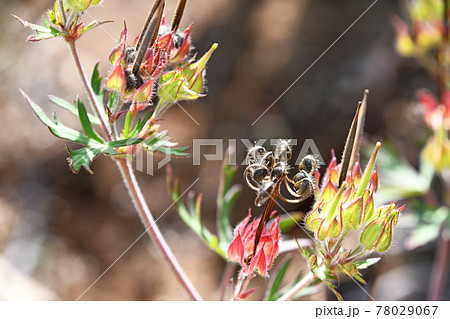 黒く熟した種を弾き飛ばした後のアメリカフウロ 78029067