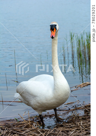 A white swan standing on the shore of a lake 78029201