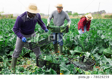 Farmer carrying box with freshly picked broccoli Farmer carrying box with freshly picked broccoli 78029259