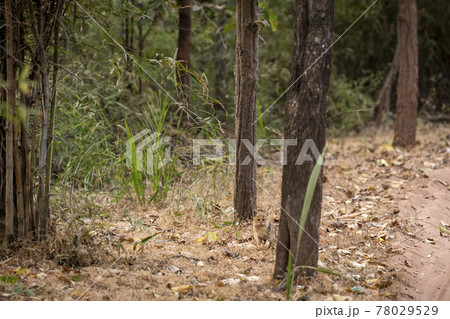 jungle cat or felis chaus or reed or swamp cat kitten taking hide in natural background at bandhavgarh national park or tiger reserve madhya pradesh india jungle cat or felis chaus or reed or swamp cat kitten taking hide in natural background at bandhavgarh national park or tiger reserve madhya pradesh india 78029529