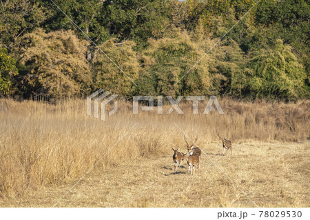 Spotted deer or Chital or axis axis herd or family on move together in open field at bandhavgarh national park or forest reserve madhya pradesh India Spotted deer or Chital or axis axis herd or family on move together in open field at bandhavgarh national park or forest reserve madhya pradesh India 78029530
