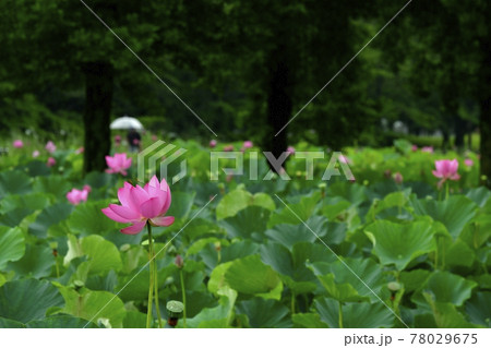 行田市古代蓮の里に咲く雨中のハスの花 行田市古代蓮の里に咲く雨中のハスの花 78029675