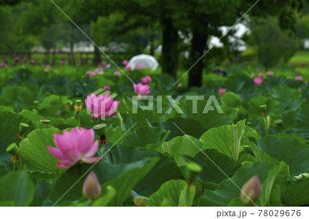 行田市古代蓮の里に咲く雨中のハスの花 行田市古代蓮の里に咲く雨中のハスの花 78029676