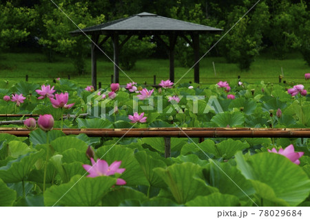 行田市古代蓮の里に咲く雨中のハスの花 行田市古代蓮の里に咲く雨中のハスの花 78029684