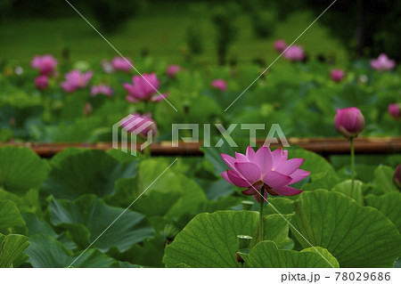 行田市古代蓮の里に咲く雨中のハスの花 78029686