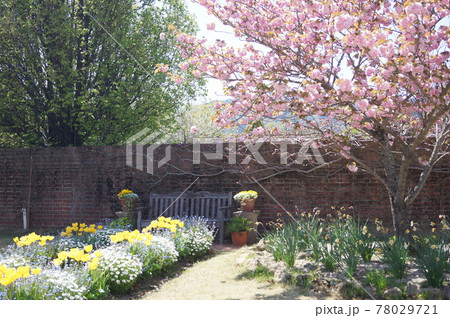 松阪市農業公園ベルファームのお花3 78029721