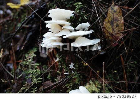富士の樹海のきのこ 富士の樹海のきのこ 78029827