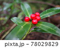 赤いきのみ 78029829