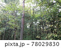 富士の樹海 78029830