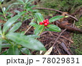 赤いきのみ 78029831