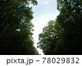 富士の樹海 78029832
