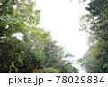 富士の樹海 78029834