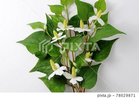 どくだみの花 どくだみの花 78029871