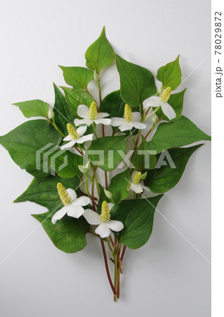 どくだみの花 どくだみの花 78029872