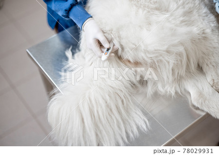 Veterinarian measures the dog's temperature 78029931