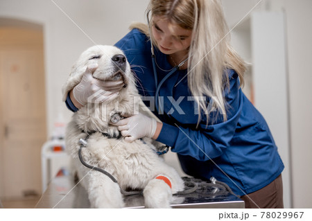 Veterinarian checking up sick Maltese dog with stethoscope in vet clinic 78029967