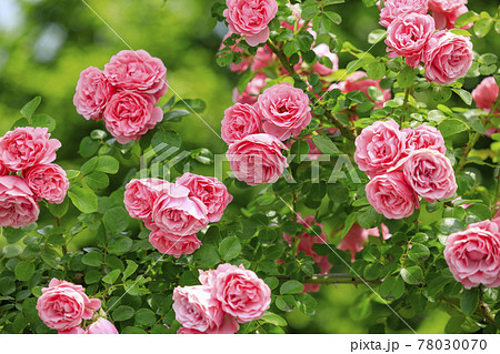 須磨離宮公園に咲く満開のバラ 78030070