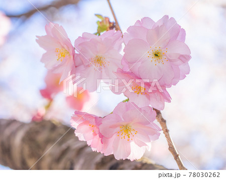 八重桜 (亀ヶ城公園、猪苗代、福島) 78030262