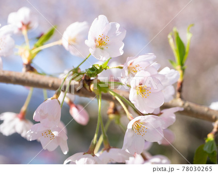 生え始めの若葉と桜の花 (亀ヶ城公園、猪苗代、福島) 生え始めの若葉と桜の花 (亀ヶ城公園、猪苗代、福島) 78030265
